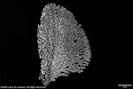 Acropora bifurcata plate02 by Katrina S. Luzon and Wilfredo Roehl Y. Licuanan