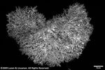 Acropora caroliniana plate01 by Katrina S. Luzon and Wilfredo Roehl Y. Licuanan