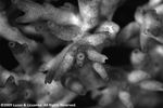 Acropora caroliniana plate03 by Katrina S. Luzon and Wilfredo Roehl Y. Licuanan