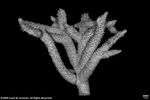 Acropora copiosa plate02 by Katrina S. Luzon and Wilfredo Roehl Y. Licuanan