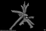 Acropora copiosa plate04 by Katrina S. Luzon and Wilfredo Roehl Y. Licuanan