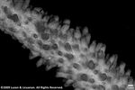 Acropora copiosa plate06 by Katrina S. Luzon and Wilfredo Roehl Y. Licuanan
