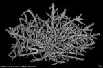 Acropora insignis plate01 by Katrina S. Luzon and Wilfredo Roehl Y. Licuanan