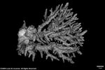 Acropora lianae plate02 by Katrina S. Luzon and Wilfredo Roehl Y. Licuanan