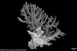 Acropora lianae plate03 by Katrina S. Luzon and Wilfredo Roehl Y. Licuanan