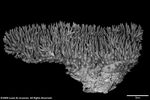 Acropora librata plate01 by Katrina S. Luzon and Wilfredo Roehl Y. Licuanan