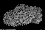 Acropora librata plate02 by Katrina S. Luzon and Wilfredo Roehl Y. Licuanan