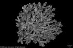 Acropora loricata var. distorta plate01 by Katrina S. Luzon and Wilfredo Roehl Y. Licuanan