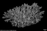 Acropora loricata var. distorta plate02 by Katrina S. Luzon and Wilfredo Roehl Y. Licuanan