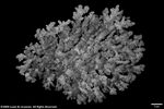 Acropora loricata var. distorta plate05 by Katrina S. Luzon and Wilfredo Roehl Y. Licuanan