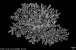 Acropora loricata var. distorta plate06 by Katrina S. Luzon and Wilfredo Roehl Y. Licuanan
