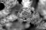 Acropora loricata var. distorta plate08 by Katrina S. Luzon and Wilfredo Roehl Y. Licuanan