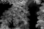 Acropora loricata var. distorta plate11 by Katrina S. Luzon and Wilfredo Roehl Y. Licuanan