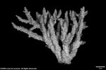 Acropora loricata plate02 by Katrina S. Luzon and Wilfredo Roehl Y. Licuanan