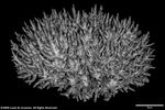 Acropora multiacuta plate01 by Katrina S. Luzon and Wilfredo Roehl Y. Licuanan
