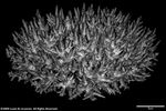 Acropora multiacuta plate02 by Katrina S. Luzon and Wilfredo Roehl Y. Licuanan