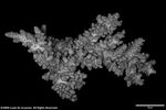 Acropora multiramosa plate01 by Katrina S. Luzon and Wilfredo Roehl Y. Licuanan