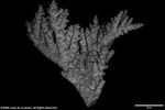 Acropora multiramosa plate02 by Katrina S. Luzon and Wilfredo Roehl Y. Licuanan