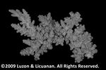 Acropora multiramosa plate03 by Katrina S. Luzon and Wilfredo Roehl Y. Licuanan