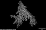 Acropora multiramosa plate04 by Katrina S. Luzon and Wilfredo Roehl Y. Licuanan