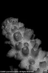 Acropora multiramosa plate09 by Katrina S. Luzon and Wilfredo Roehl Y. Licuanan