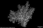 Acropora profusa plate02 by Katrina S. Luzon and Wilfredo Roehl Y. Licuanan