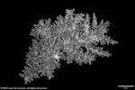 Acropora profusa plate04 by Katrina S. Luzon and Wilfredo Roehl Y. Licuanan