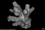 Acropora singularis plate01 by Katrina S. Luzon and Wilfredo Roehl Y. Licuanan