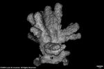 Acropora singularis plate02 by Katrina S. Luzon and Wilfredo Roehl Y. Licuanan