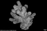 Acropora singularis plate03 by Katrina S. Luzon and Wilfredo Roehl Y. Licuanan