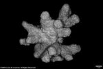 Acropora singularis plate04 by Katrina S. Luzon and Wilfredo Roehl Y. Licuanan
