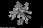 Acropora singularis plate05 by Katrina S. Luzon and Wilfredo Roehl Y. Licuanan