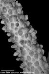 Acropora varia plate08 by Katrina S. Luzon and Wilfredo Roehl Y. Licuanan