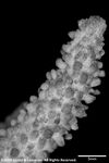 Acropora varia plate10 by Katrina S. Luzon and Wilfredo Roehl Y. Licuanan