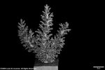Acropora vermiculata plate01 by Katrina S. Luzon and Wilfredo Roehl Y. Licuanan