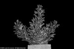 Acropora vermiculata plate02 by Katrina S. Luzon and Wilfredo Roehl Y. Licuanan