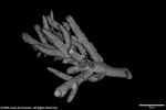 Acropora virilis plate02 by Katrina S. Luzon and Wilfredo Roehl Y. Licuanan