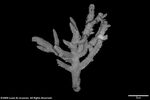 Acropora virilis plate04 by Katrina S. Luzon and Wilfredo Roehl Y. Licuanan