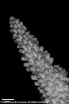 Acropora virilis plate08 by Katrina S. Luzon and Wilfredo Roehl Y. Licuanan