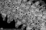 Acropora virilis plate10 by Katrina S. Luzon and Wilfredo Roehl Y. Licuanan