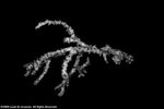 Anacropora puertogalerae plate04 by Katrina S. Luzon and Wilfredo Roehl Y. Licuanan