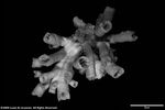 Dendrophyllia carleenae plate02 by Katrina S. Luzon and Wilfredo Roehl Y. Licuanan