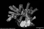 Dendrophyllia carleenae plate03 by Katrina S. Luzon and Wilfredo Roehl Y. Licuanan