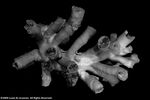 Dendrophyllia carleenae plate04 by Katrina S. Luzon and Wilfredo Roehl Y. Licuanan