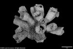 Dendrophyllia turbinata plate01 by Katrina S. Luzon and Wilfredo Roehl Y. Licuanan