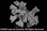 Dendrophyllia turbinata plate02 by Katrina S. Luzon and Wilfredo Roehl Y. Licuanan