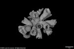 Dendrophyllia turbinata plate03 by Katrina S. Luzon and Wilfredo Roehl Y. Licuanan