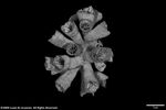 Dendrophyllia turbinata plate04 by Katrina S. Luzon and Wilfredo Roehl Y. Licuanan