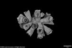 Dendrophyllia turbinata plate05 by Katrina S. Luzon and Wilfredo Roehl Y. Licuanan