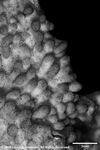 Montipora cebuensis plate07 by Katrina S. Luzon and Wilfredo Roehl Y. Licuanan